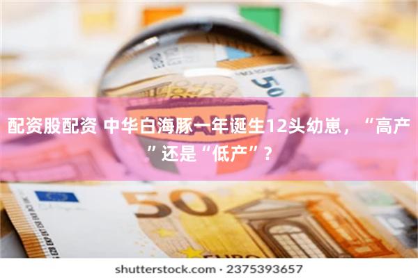 配资股配资 中华白海豚一年诞生12头幼崽，“高产”还是“低产”？